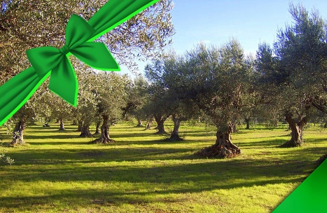 Idea regalo Adotta un olivo