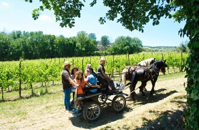 Wine tour in carrozza