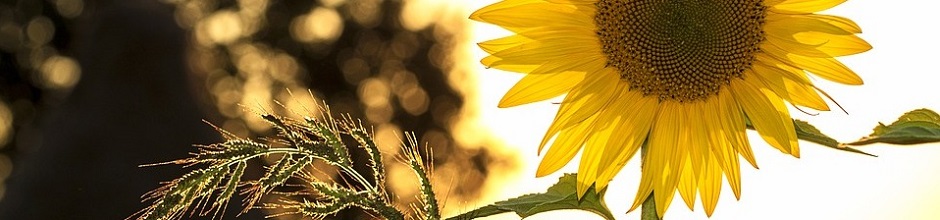 Agriturismo, offerta hotel, relais e turismo in Umbria - Vacanze, tour, last-minute Umbria, hotel, ristoranti, agriturismi