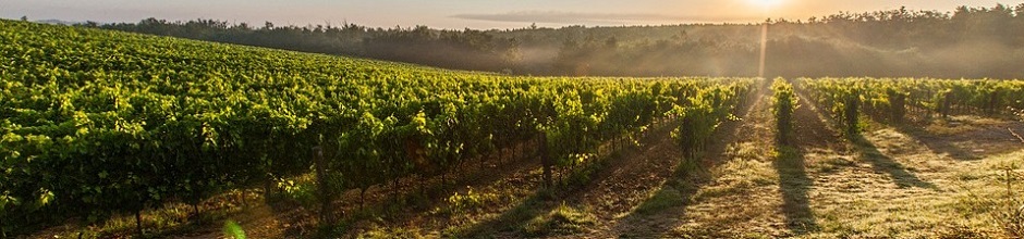 Agriturismo, offerta hotel, relais e turismo in Umbria - Vacanze, tour, last-minute Umbria, hotel, ristoranti, agriturismi
