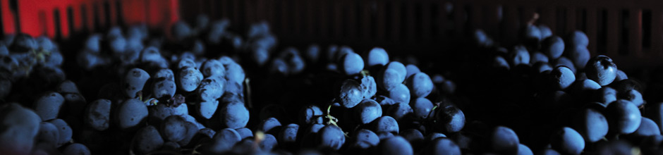 Agriturismo, offerta hotel, relais e turismo in Umbria - Vacanze, tour, last-minute Umbria, hotel, ristoranti, agriturismi